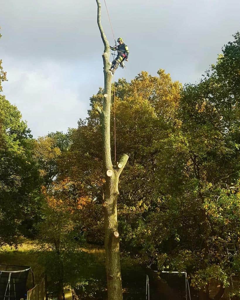 This is a photo of an operative from LM Tree Surgery Winchester felling a tree. He is at the top of the tree with climbing gear attached about to remove the top section of the tree.