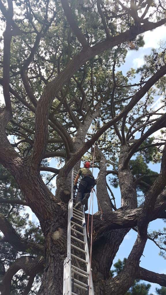 This is a photo of a very large tree with a ladder resting on it and an operative from LM Tree Surgery Winchester climbing up it to carry out tree surgery