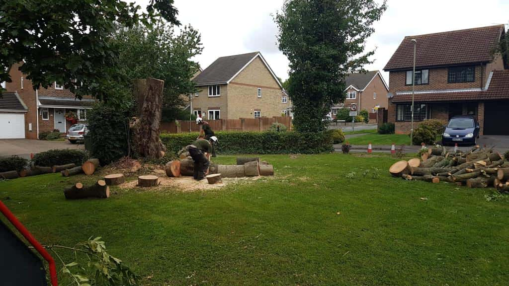 This is a photo of a tree that has been cut into sections on a communal area, and is now being removed from site. Works undertaken by LM Tree Surgery Winchester