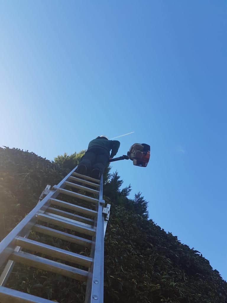 This is a photo of an operative from LM Tree Surgery Winchester up a ladder rested on a hedge with a petrol strimmer.