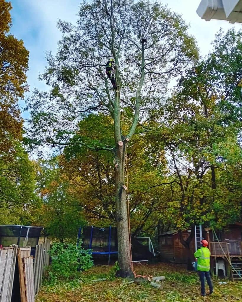 This is a photo of a tree being pruned, there is a man up the tree cutting a section of it down while another man is standing in the garden of the property where the tree is located overseeing the work. Works carried out by LM Tree Surgery Winchester