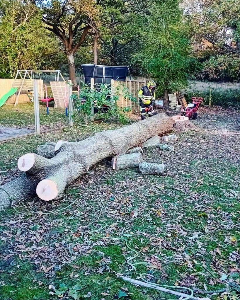 This is a tree laying on the ground of a garden that has just been felled by the operatives from LM Tree Surgery Winchester