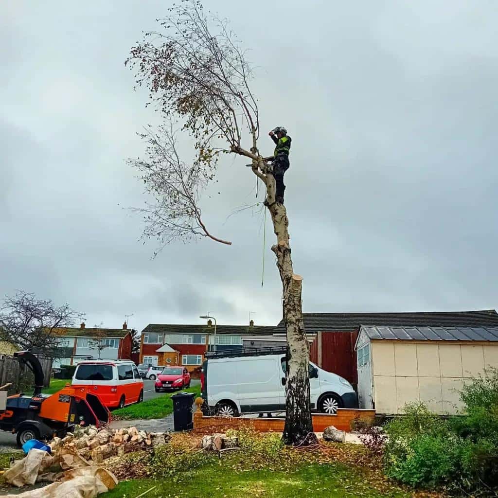 This is a photo of a tree that is being removed by an operative from LM Tree Surgery Winchester, the arborist is at the top of the tree about to cut down a section of it.