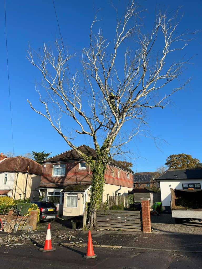 This is a photo of a tree on the pavement that is having limbs removed which are near to power lines. Works undertaken by LM Tree Surgery Winchester