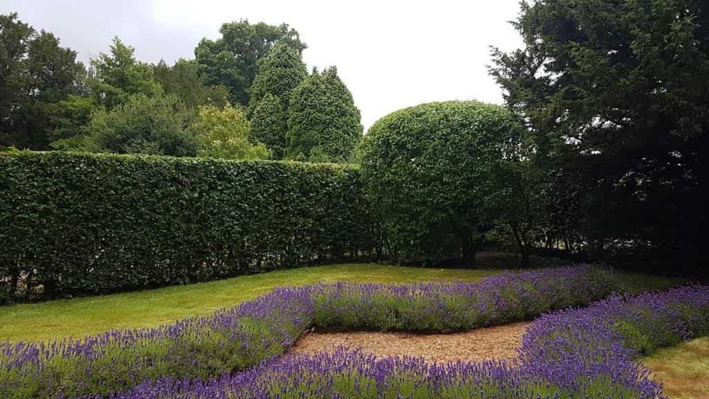 This is a photo of a garden hedge that has just been trimmed by LM Tree Surgery Winchester